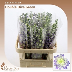 Delphinium Double Diva Green 100cm
