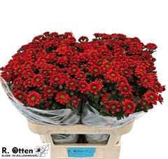 Chrysanth Santini Melissa 75cm 48gr.