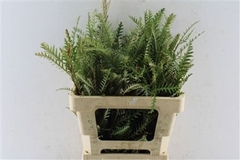 Grevillea Ivanhoe Bronze 55cm