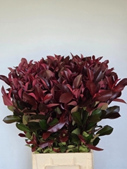 Photinia X Fraseri Red Robin 80cm