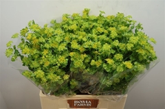 Bupleurum Rotundifolium 60cm