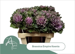 Brassica Empire Ksenia 60cm