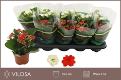 Kalanchoe Double Mix 10Ø 23cm
