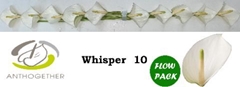 Anthurium Whisper 9cm Hd