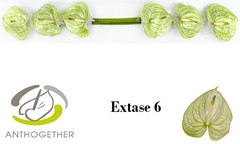 Anthurium Extase 13cm Hd