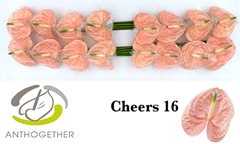 Anthurium Cheers 11cm Hd