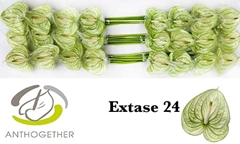 Anthurium Extase 11cm Hd