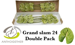 Anthurium Grand Slam 13cm Hd
