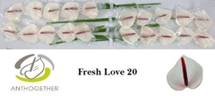 Anthurium Fresh Love 9cm Hd