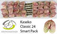 Anthurium Kaseko Classic 11cm Hd