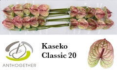 Anthurium Kaseko Classic 9cm Hd
