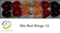 Anthurium Red Wings Mix 13cm Hd