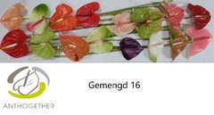 Anthurium Mix 11cm Hd