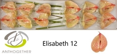 Anthurium Elizabeth Imp 13cm Hd