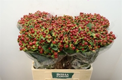 Hypericum Magical Seasons 60cm