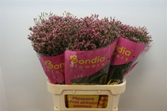 Limonium Sinense Tiffany Diamond 80cm 30gr.