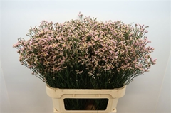 Limonium Sinense Blush Diamond 80cm 30gr.