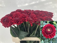 Dahlia Red Fox 60cm