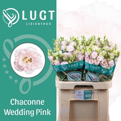 Eustoma Double Chaconne Wedding Pink 70cm