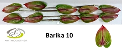 Anthurium Barika 15cm Hd