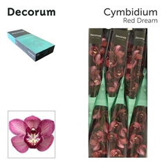Cymbidium Red Dream 80cm