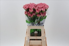 Dianthus Single Lege 70cm