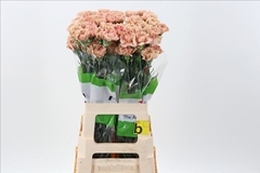 Dianthus Single Honey 70cm