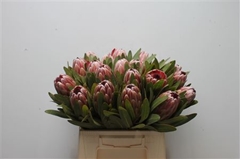 Protea Pink Ice 40cm