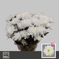 Chrysanth Spray Altaj 70cm 70gr.