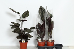 Calathea Sanderiana 19Ø 75cm
