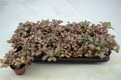 Fittonia Mosaic Pink Forest Flame 8Ø 12cm