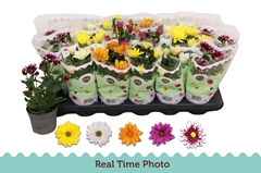 Chrysanth Mix 5 Colours 9Ø 22cm
