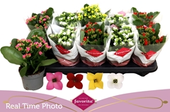 Kalanchoe Single Mix 4 Colours 10Ø 22cm