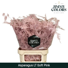 Asparagus Setaceus Painted Soft Pink 80cm