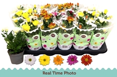 Chrysanth Mix 5 Colours 9Ø 22cm