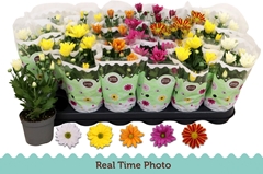 Chrysanth Mix 5 Colours 9Ø 22cm