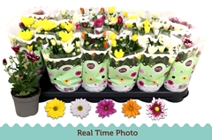 Chrysanth Mix 5 Colours 9Ø 22cm