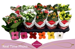 Kalanchoe Single Mix 6 Colours 10Ø 22cm