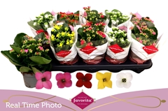 Kalanchoe Single Mix 5 Colours 10Ø 22cm