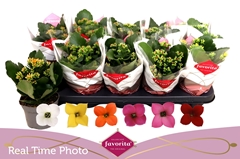 Kalanchoe Single Mix 6 Colours 10Ø 22cm