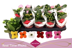 Kalanchoe Single Mix 6 Colours 10Ø 22cm