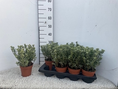 Euonymus Microphyllus Albovariegatus 13Ø 30cm