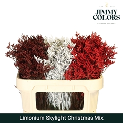 Limonium Painted Skylight Christmas Mix 70cm 25gr.