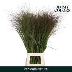 Panicum Warrior 90cm