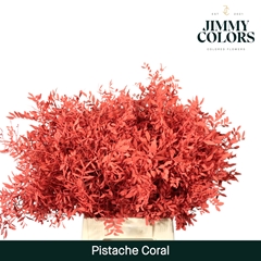 Pistacia Painted Coral 40cm