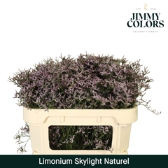 Limonium Skylight 70cm 25gr.