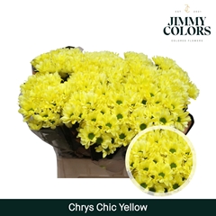 Chrysanth Spray Chic 70cm 90gr.
