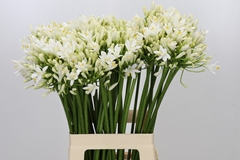 Agapanthus Gletsjer 70cm