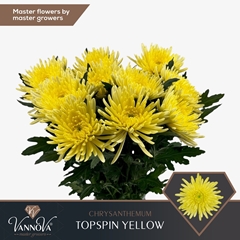 Chrysanth Single Topspin Yellow 70cm 90gr.