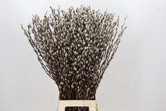 Salix Caprea Snow Flake 90cm